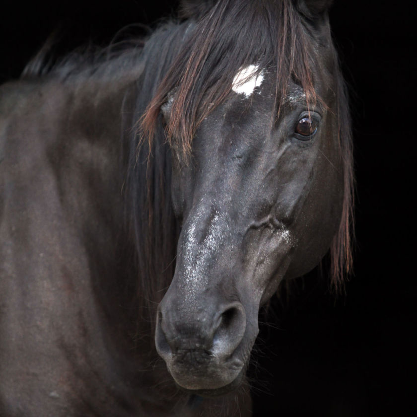 img: Bywaj, mój koński bracie