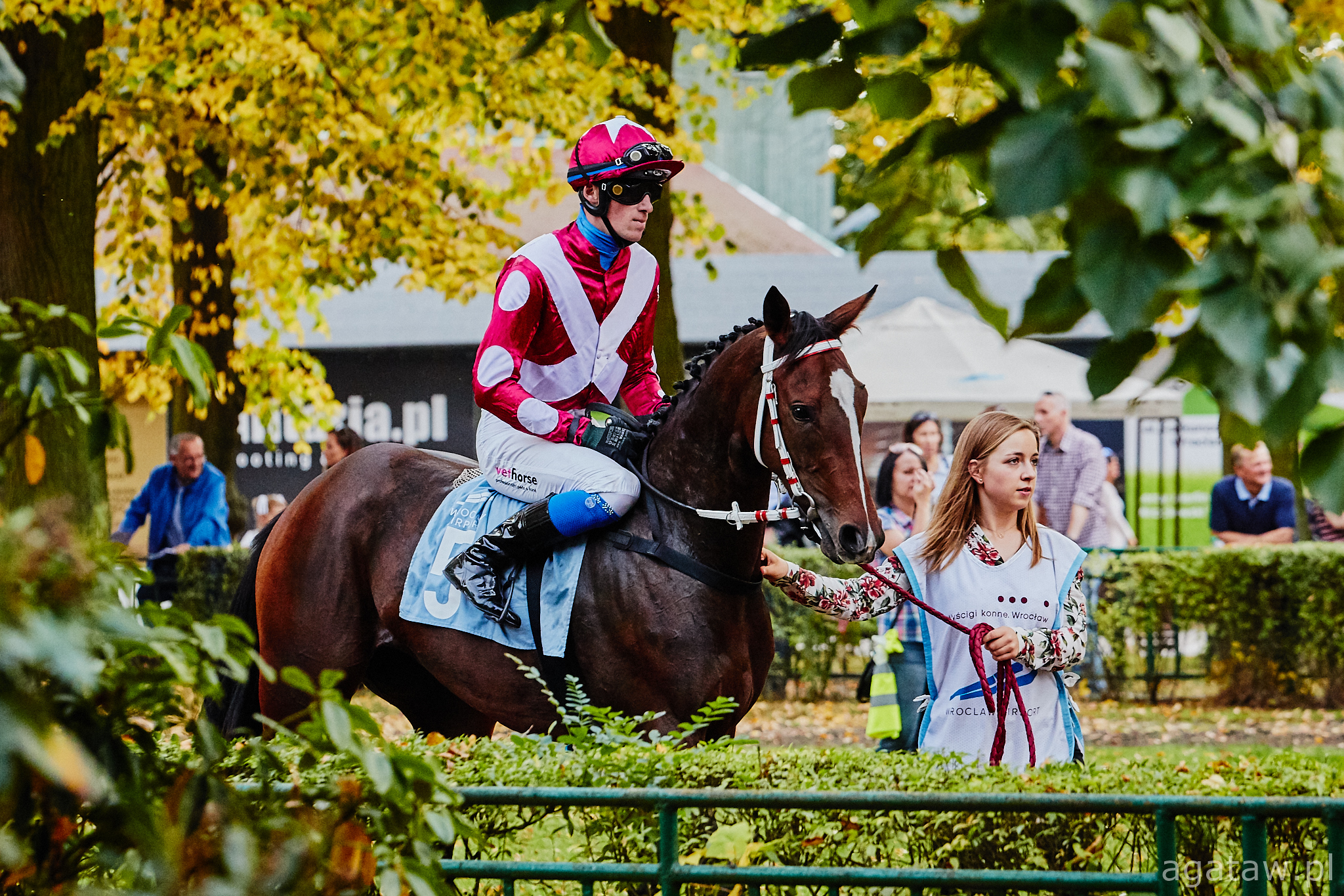 img: Seririo z m do m