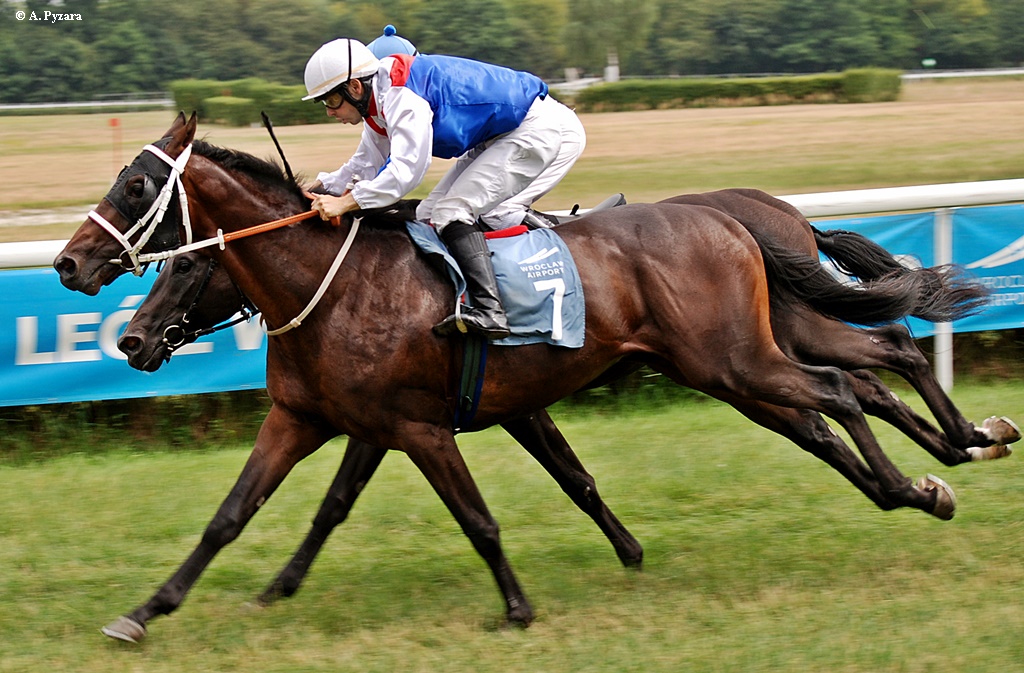 img: El Pago Pago wygrał na Służewcu