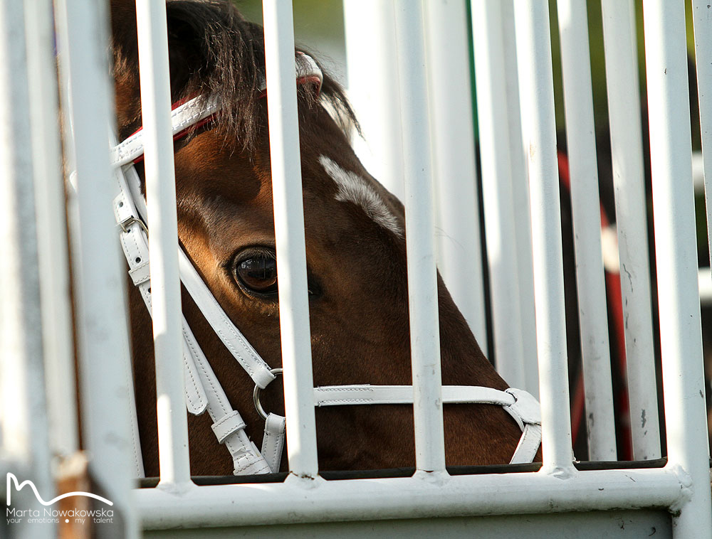 img: Wielkanocny mityng w Berlinie z partynickim akcentem