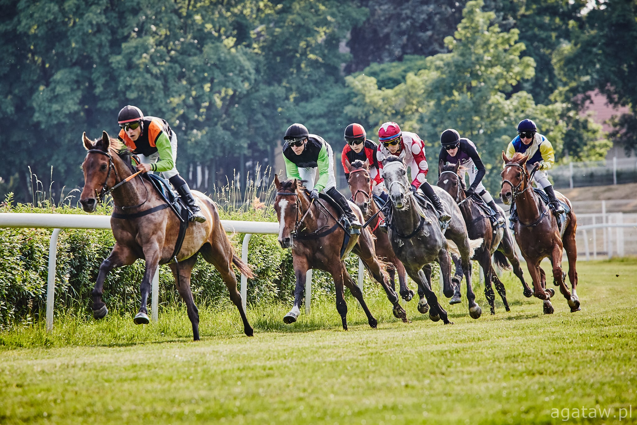 img: Memoriał Kasi Litwiniuk i Czempionat Młodych Jeźdźców