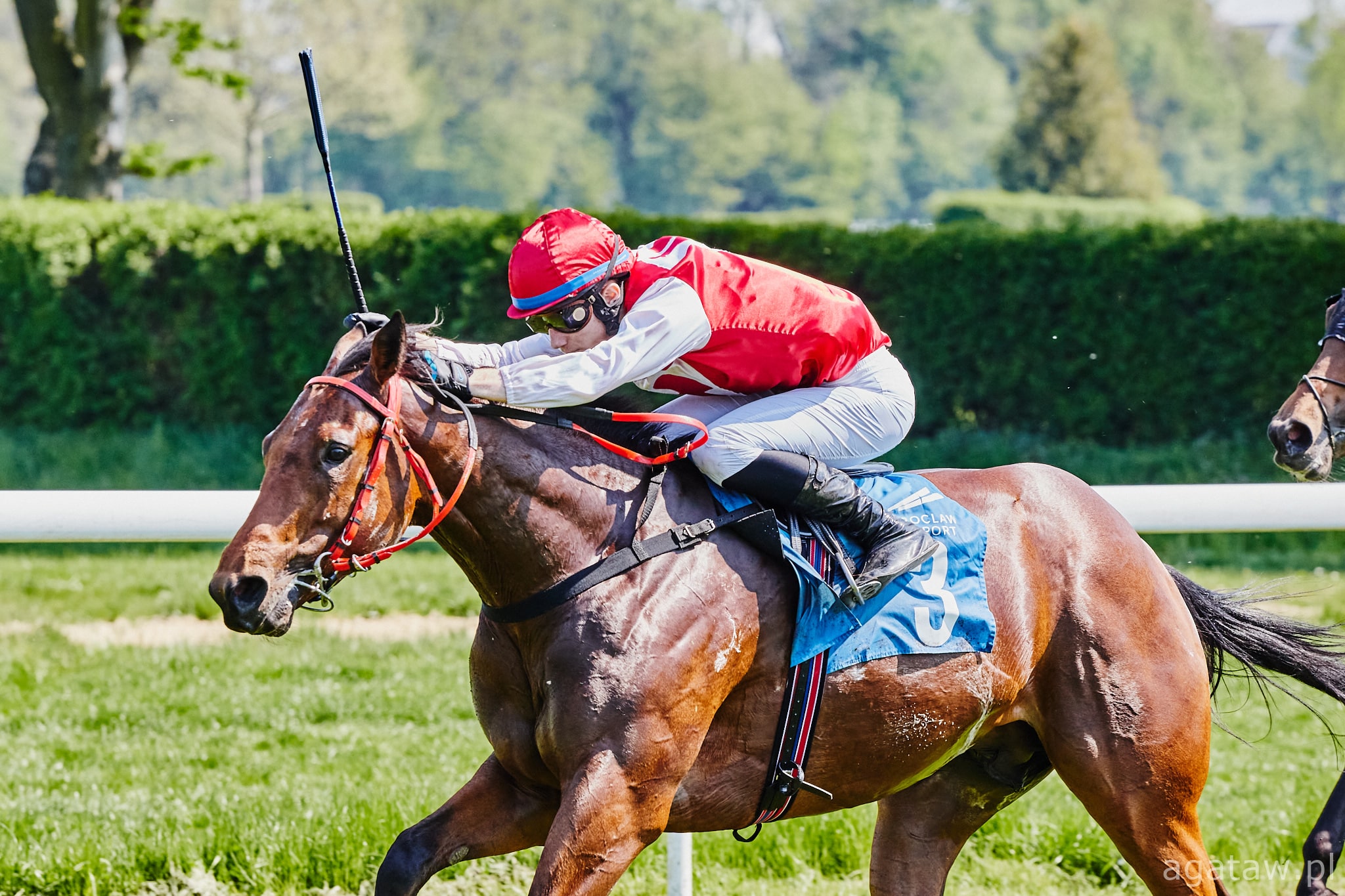 img: Weekend na Służewcu z partynickimi końmi i jeźdźcami