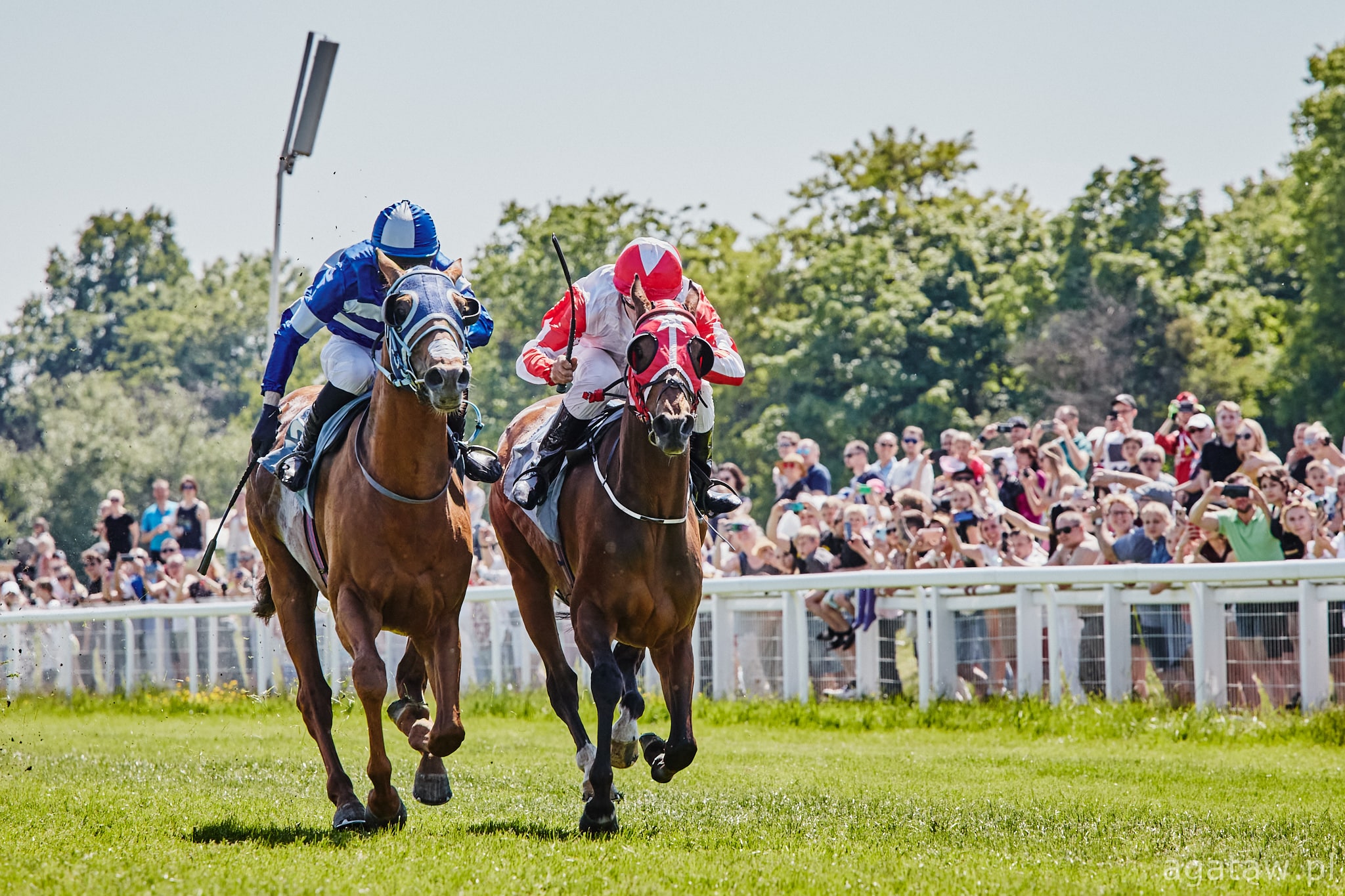 img: Trzy wygrane koni z Partynic