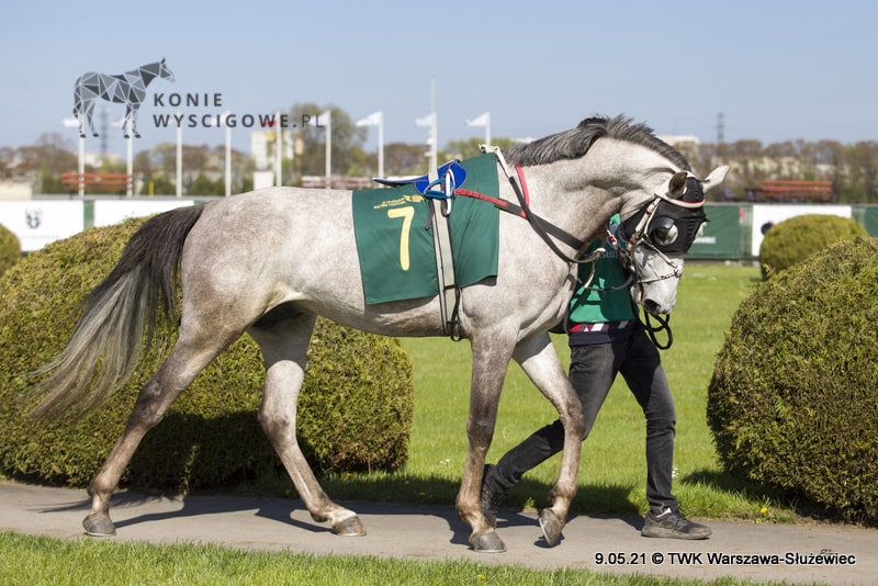 img: Apollo Del Sol piąty w Nagrodzie Europy