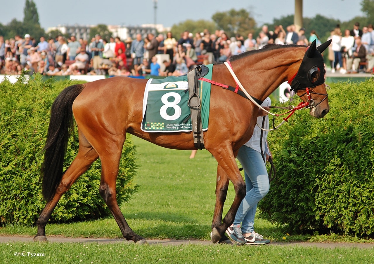 img: Służewiecka niedziela z partynickimi końmi
