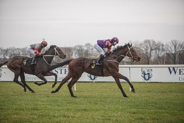 img: Dwa obiecujące konie do gonitw z płotami