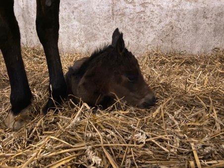 img: Pierwszy przychówek Zarry