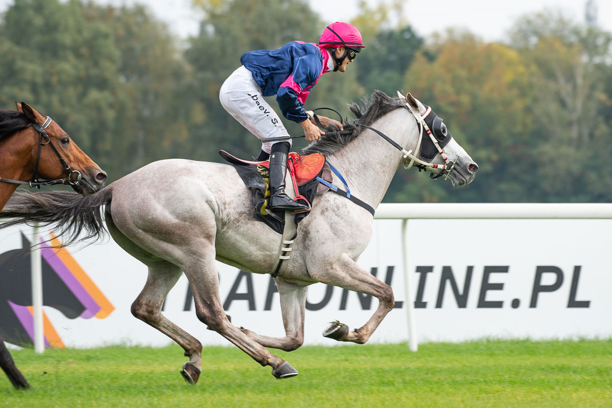 img: Apollo del Sol jednym z faworytów Nagrody Skowronka