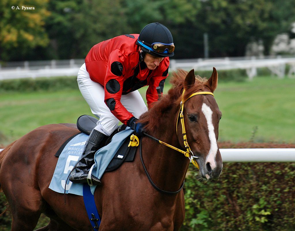 img: Folbluty i araby w równowadze