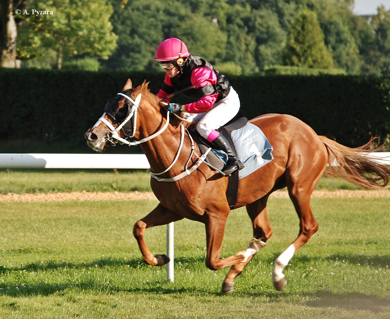img: Sobota na Służewcu: Obiecujący debiutant z Partynic