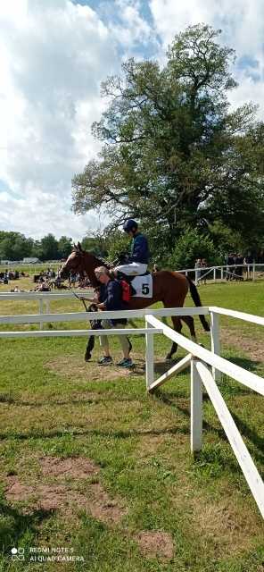 img: Partynickie konie ścigały się w Szwecji