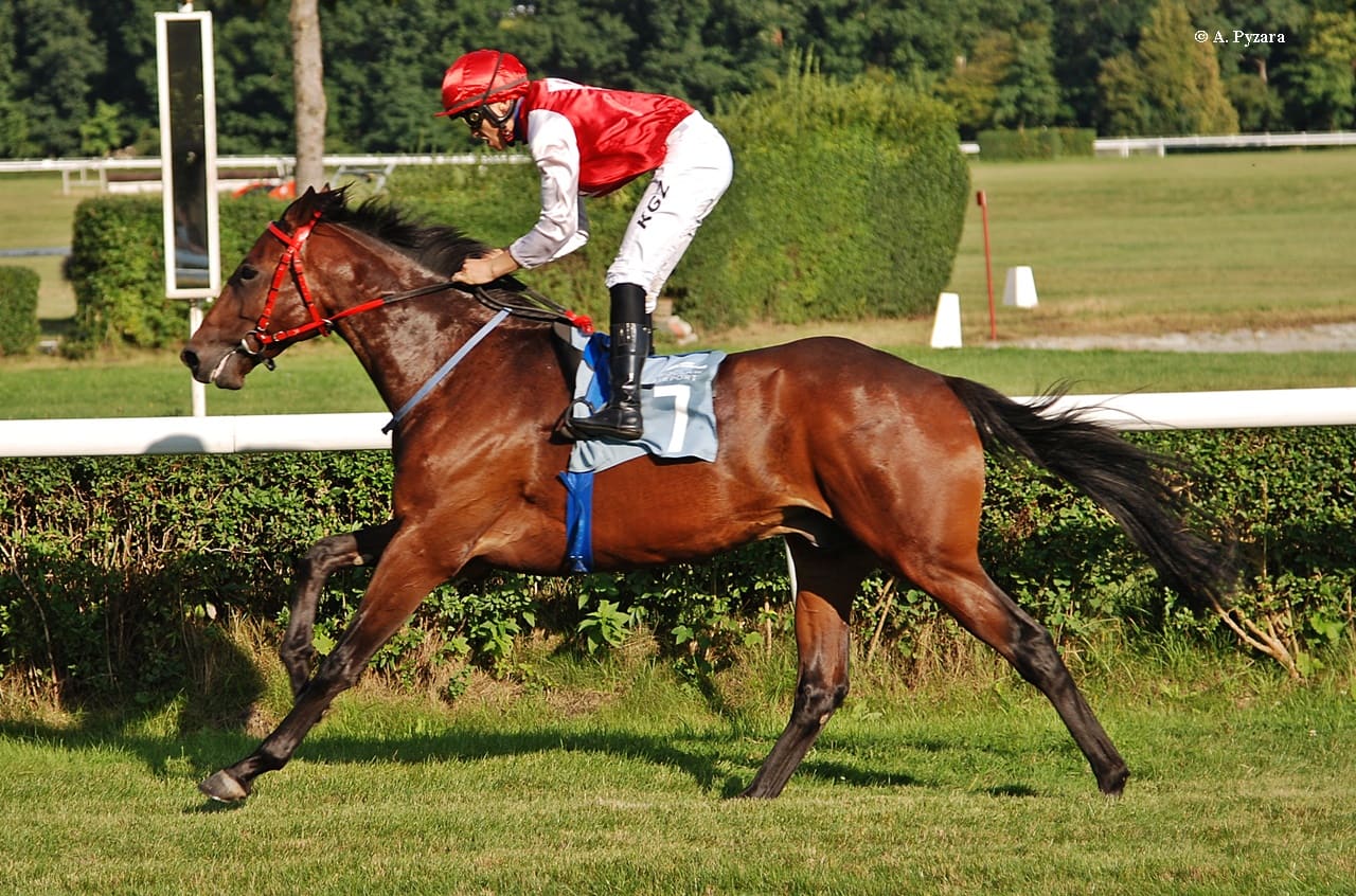 img: Be Like Zazou w roli faworyta