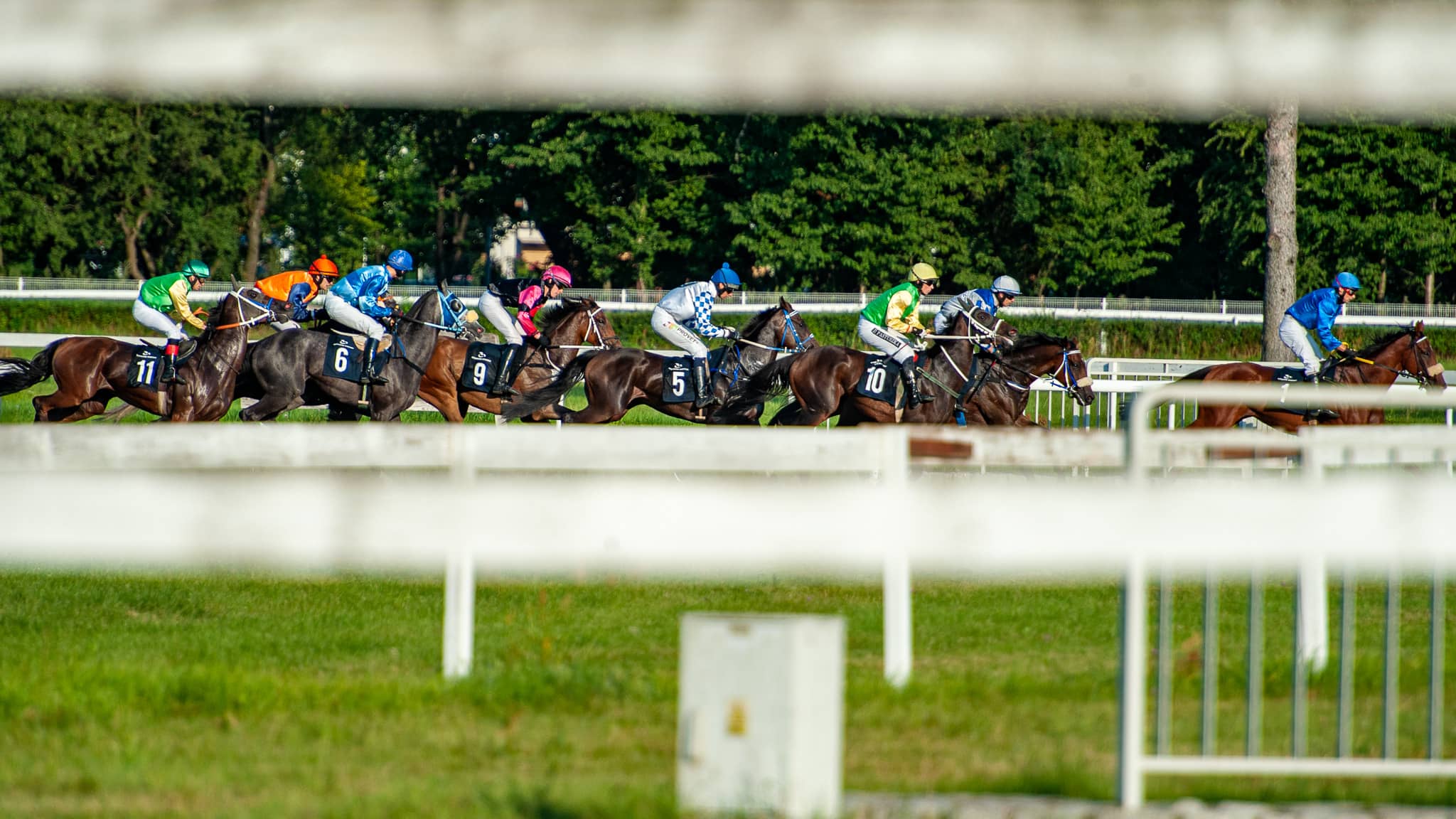 img: Licznie obsadzony handikap i pierwsze dwulatki