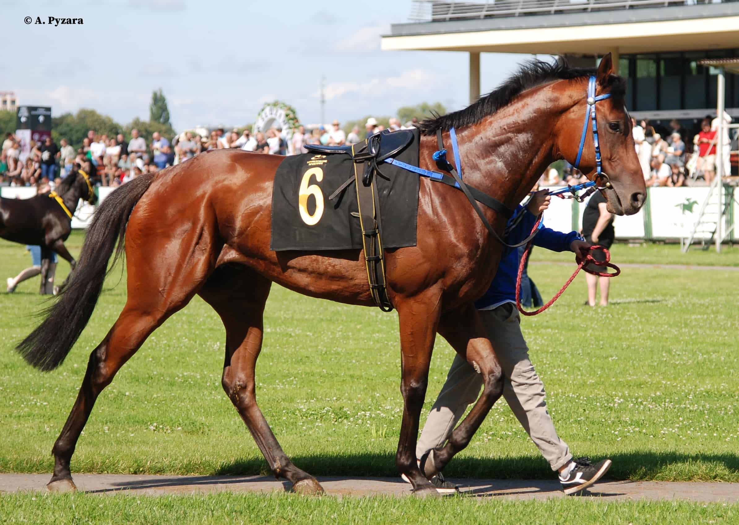 img: Powalczą w Listed na torze Hoppegarten w Berlinie