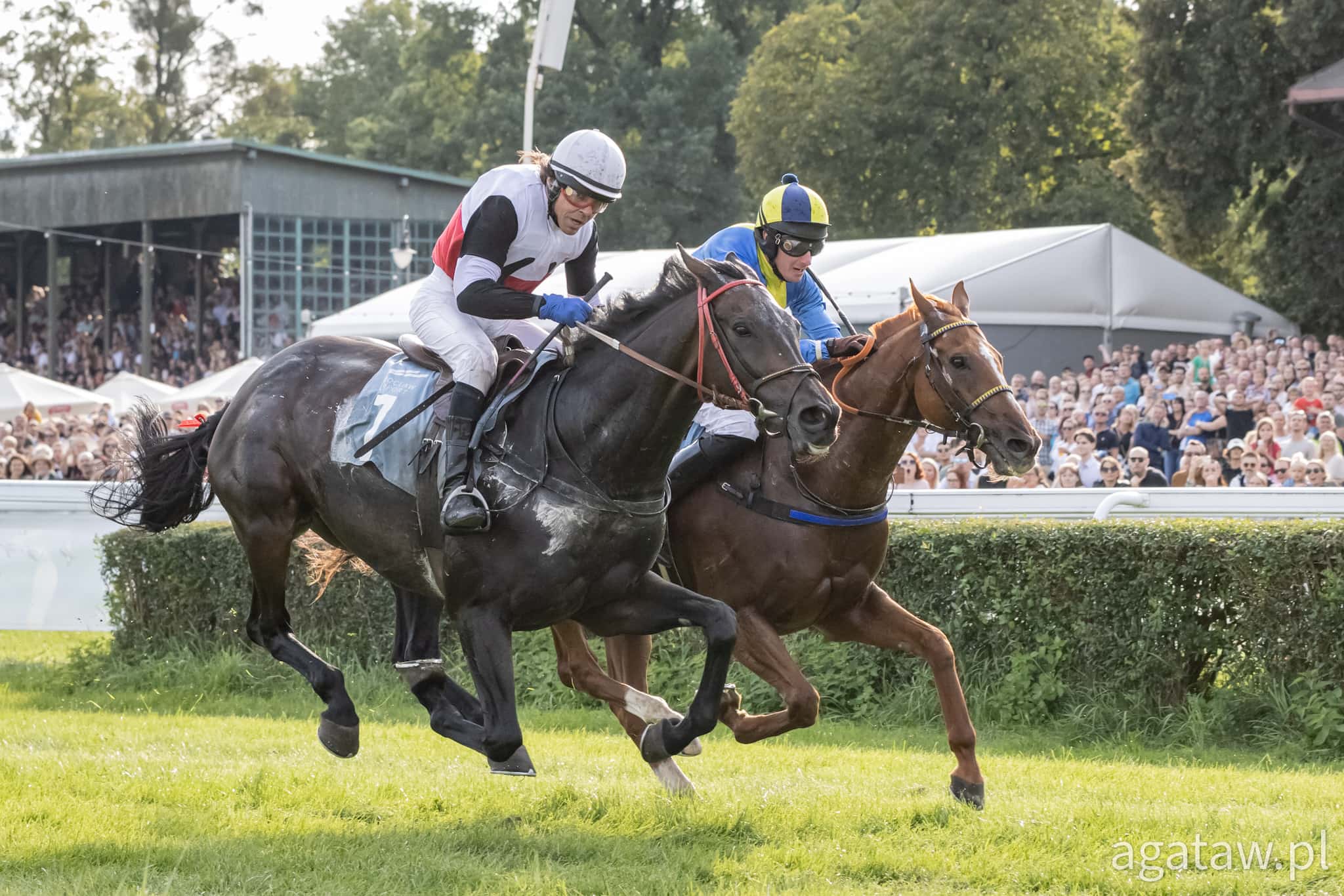 img: Wielka Wrocławska dla Nicka