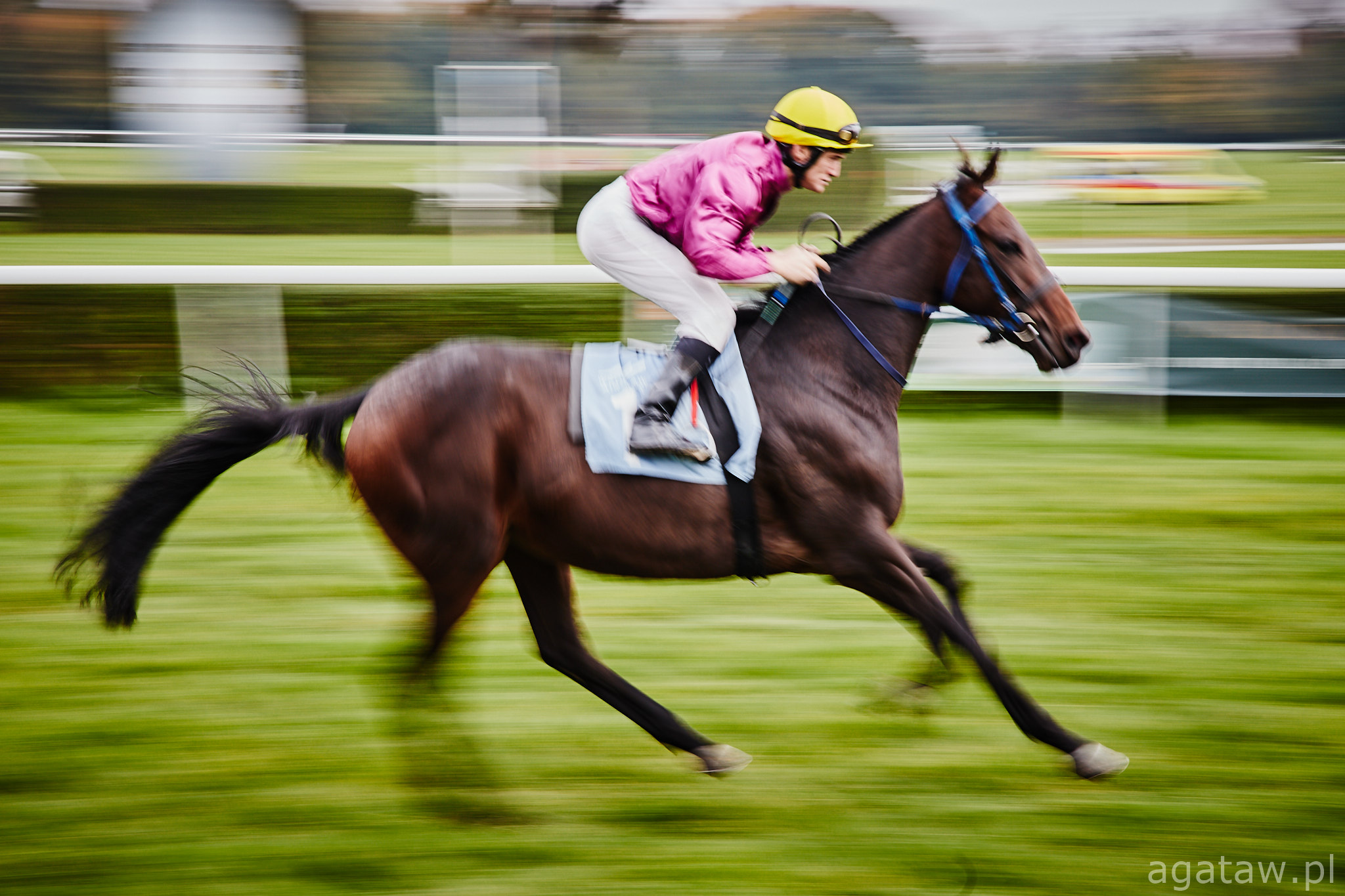 img: Arima Kinen: Wyścig ulubieńców publiczności