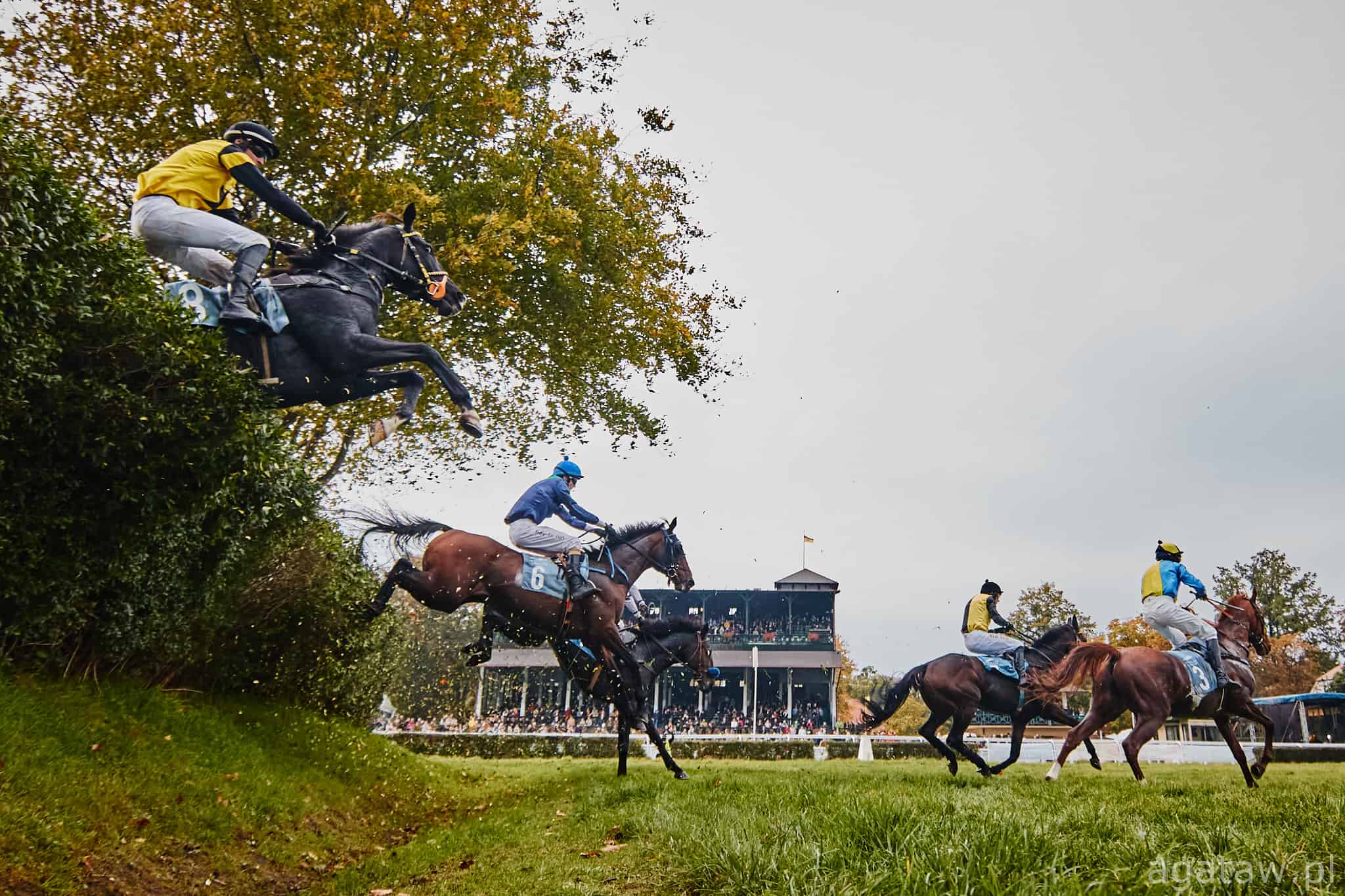 img: Wyskakany sukces polskich stajni wyścigowych