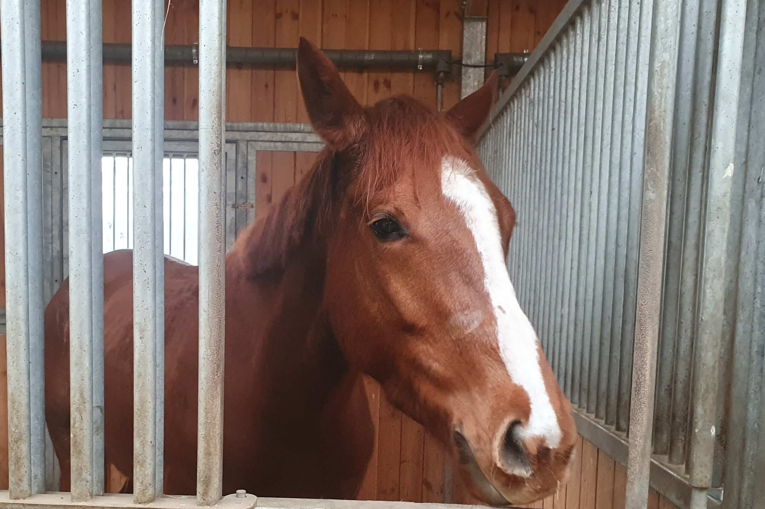 img: Nadzieja stajni w gonitwach z płotami