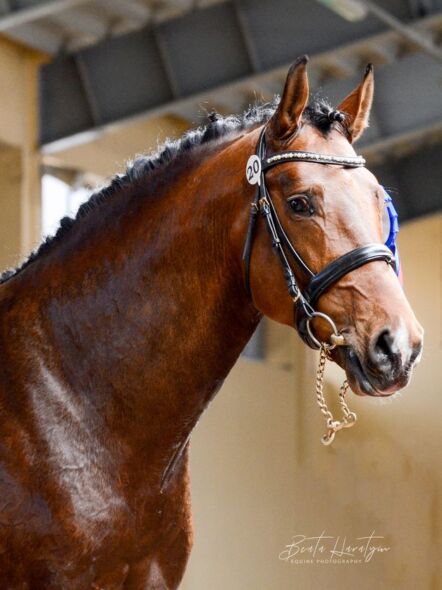 img: Pokaz Ogierów Hodowlanych 2026 na Partynicach