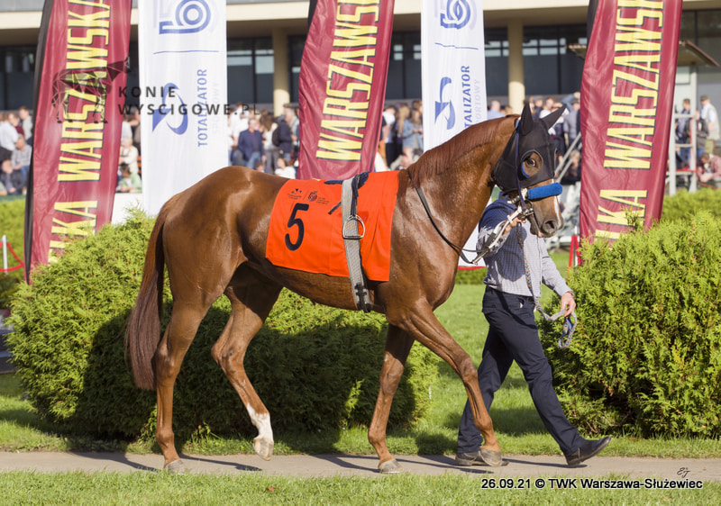 img: Gryphon w Berlinie, Moonu w Hanowerze