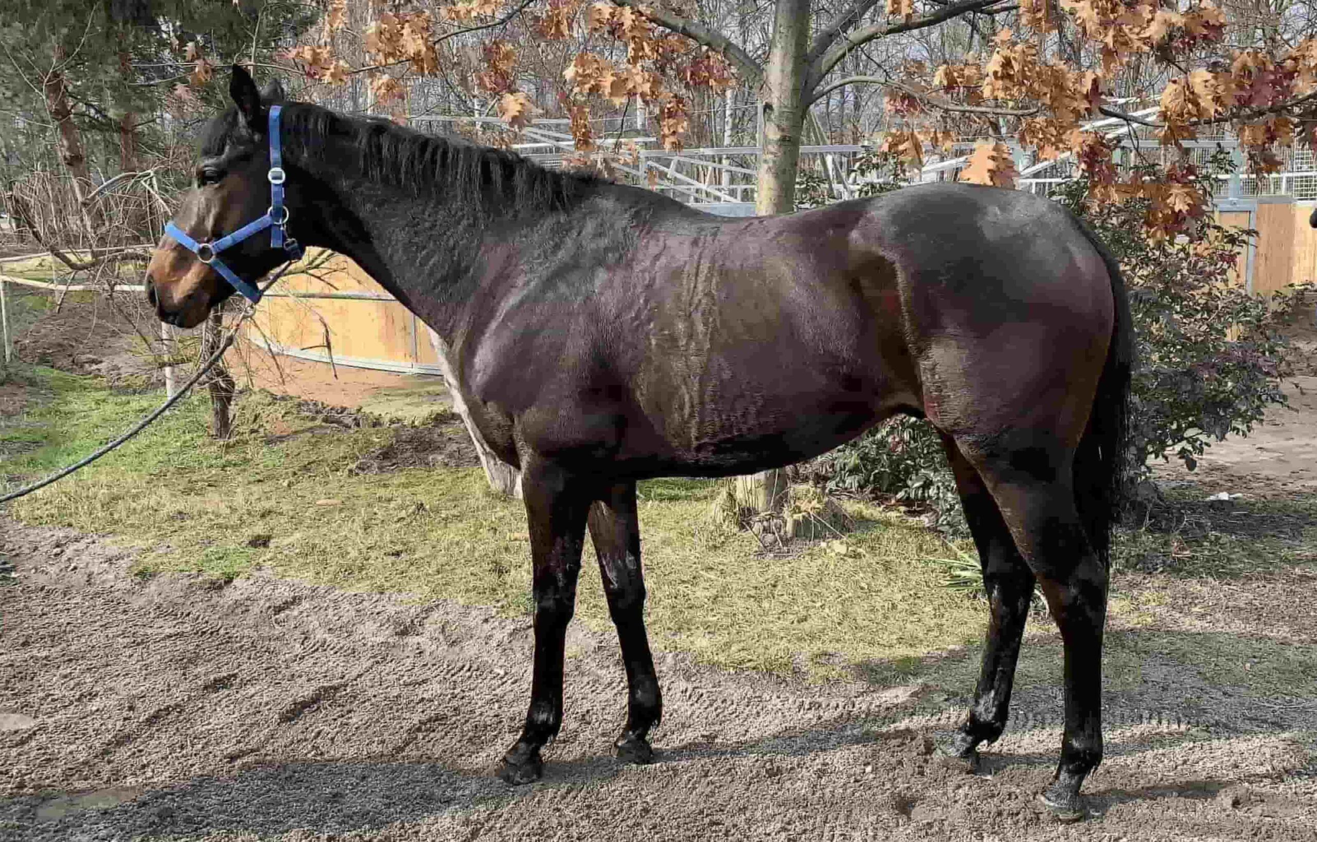 img: Z Kataru przez Francję do Wrocławia