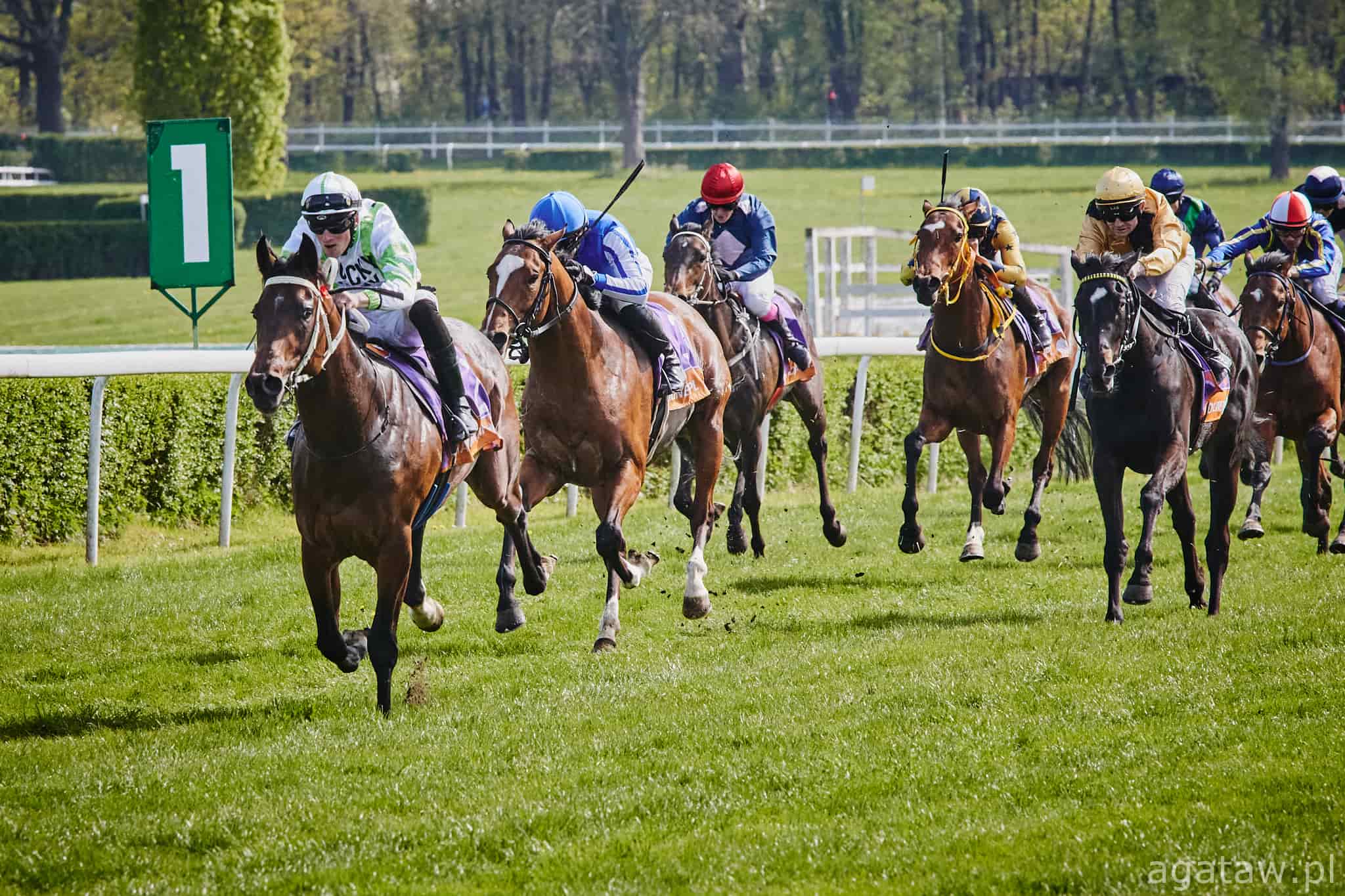 img: A’Asam Al Khalediah w Nagrodzie Kabareta, Green Clover w Memoriale Jerzego Jednaszewskiego