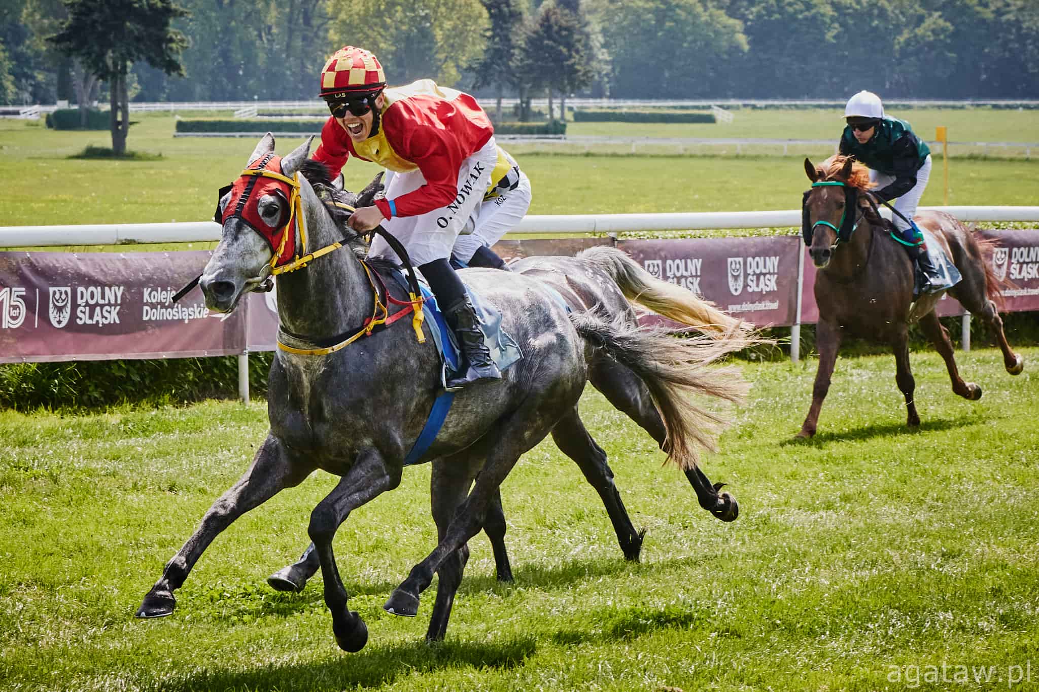 img: Niedziela na Służewcu: Nagroda Kurozwęk i gonitwy z płotami