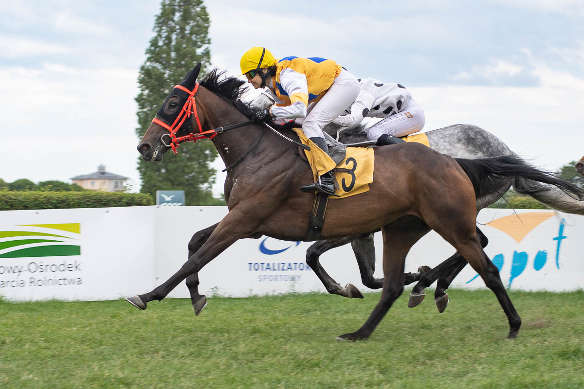 img: Sopot: Miss Equus z Pucharem Dyrektora Toru Służewiec