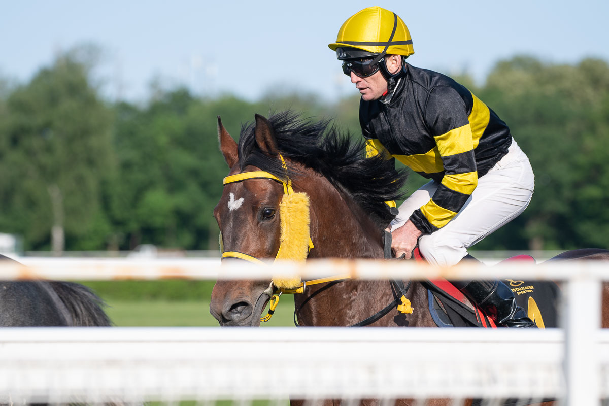 img: Dwa araby z Polski wystartują w Kolonii