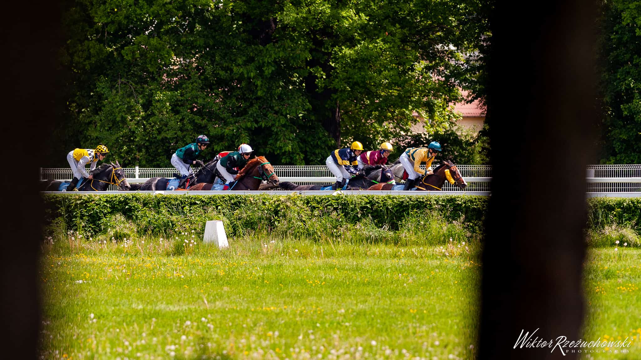 img: Młode araby pościgają się o wysoką premię