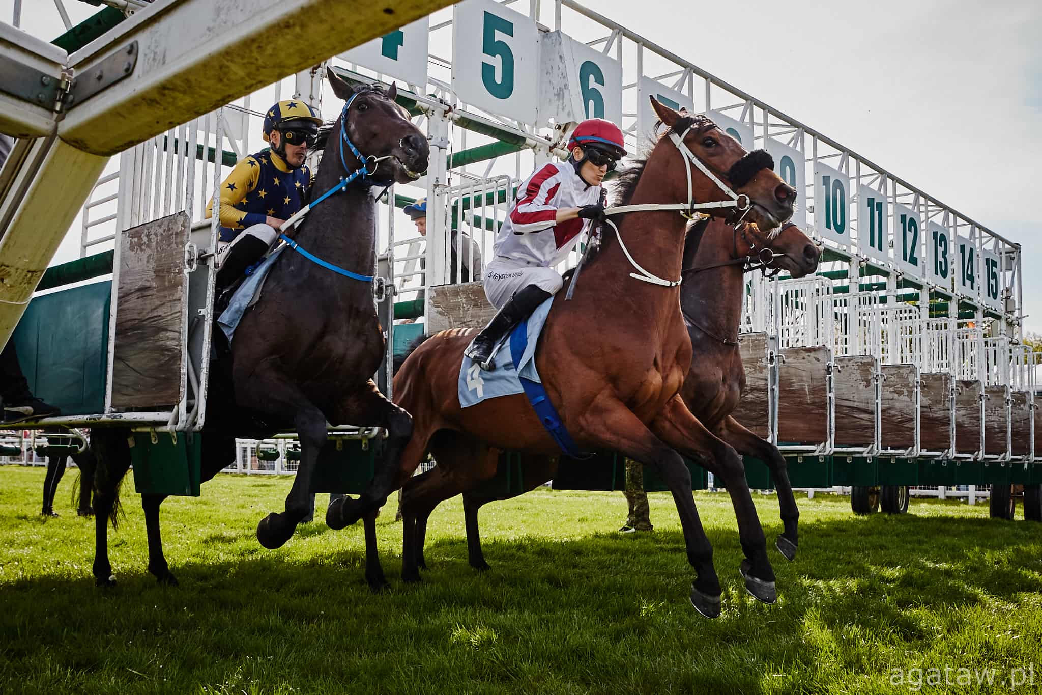img: Partynickie konie w Wielkiej Warszawskiej i Wielkiej Służewieckiej