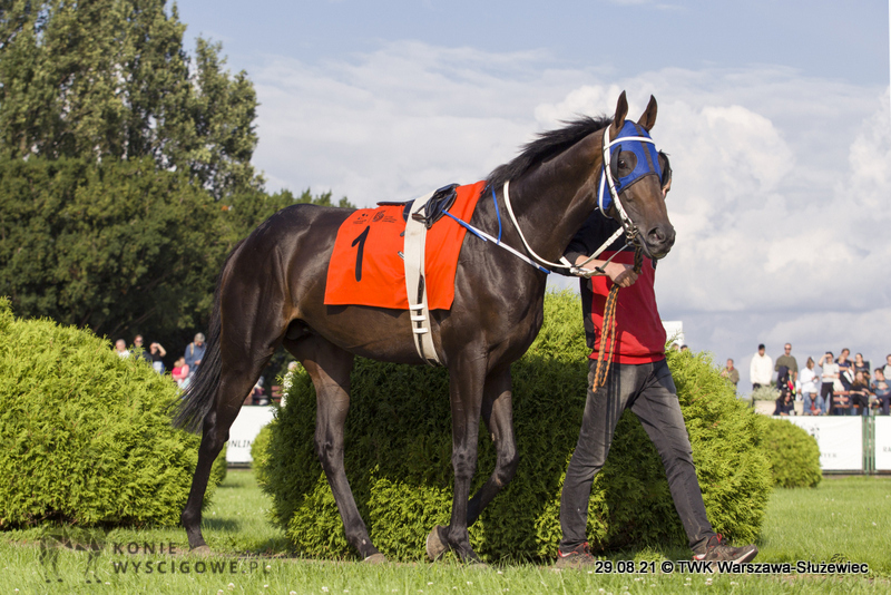 img: Partynicki Hipop de Loire czwarty w niemieckim St. Leger, sukces Jenny of Success w Hanowerze