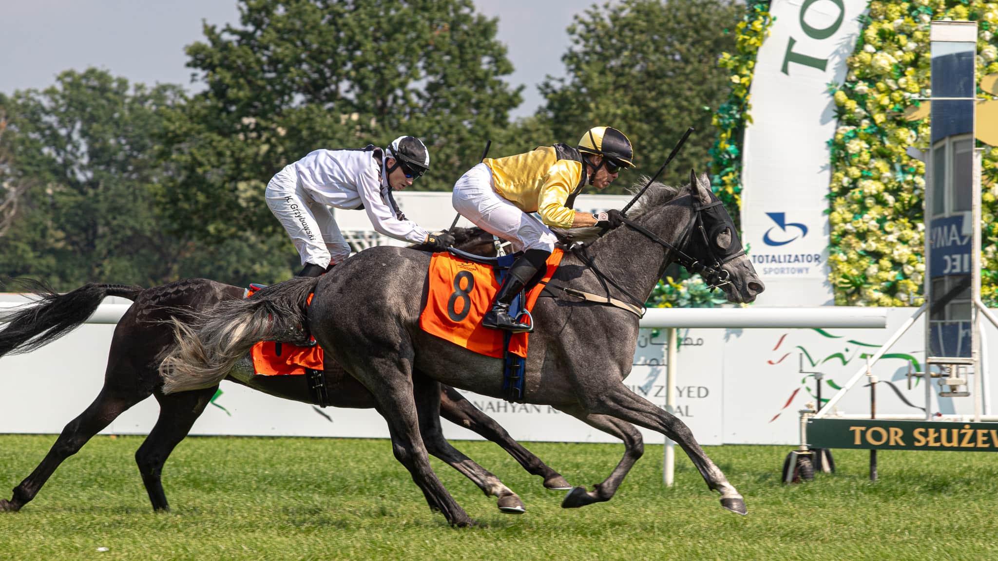 img: Dwa araby z polskich stajni pobiegną w G3 w Mediolanie