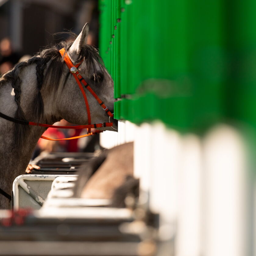 img: Konie z Partynic z dużymi szansami na zwycięstwo