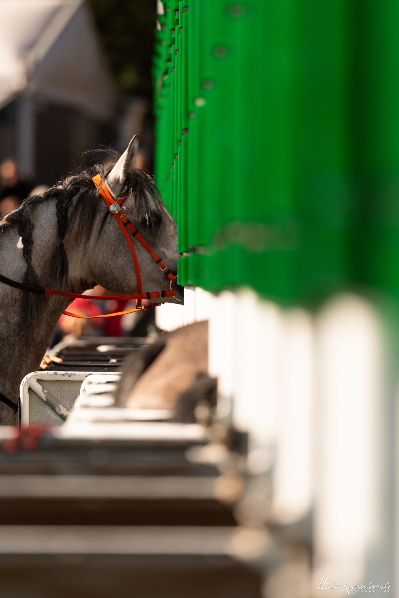img: Konie z Partynic z dużymi szansami na zwycięstwo