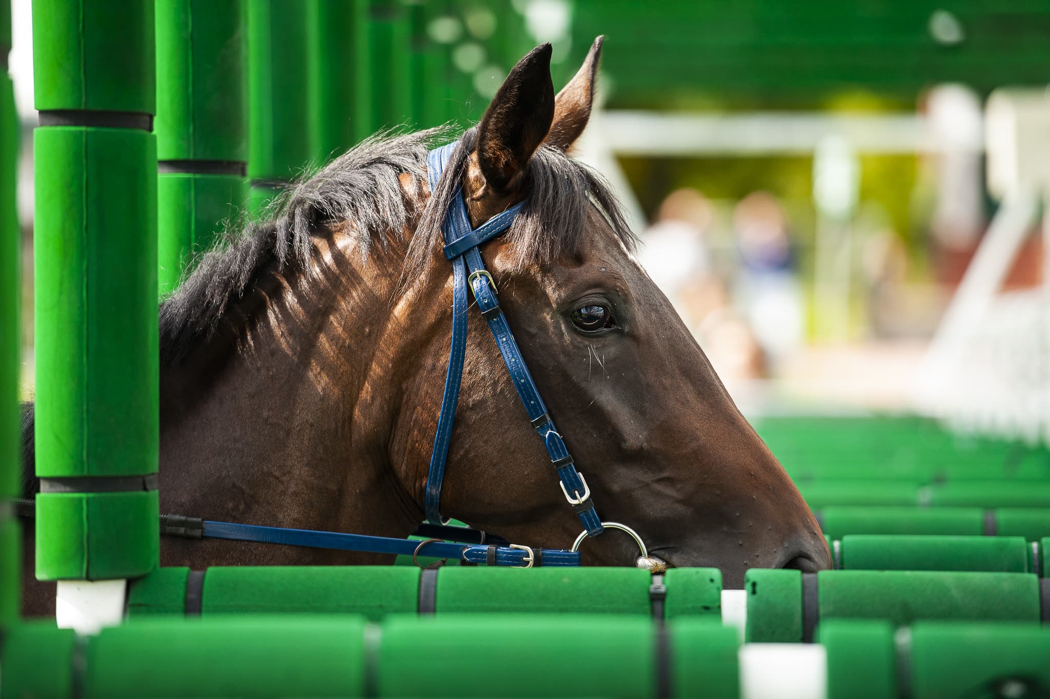 img: Saudi Cup: White Abarrio i Ushba Tesoro na liście startowej