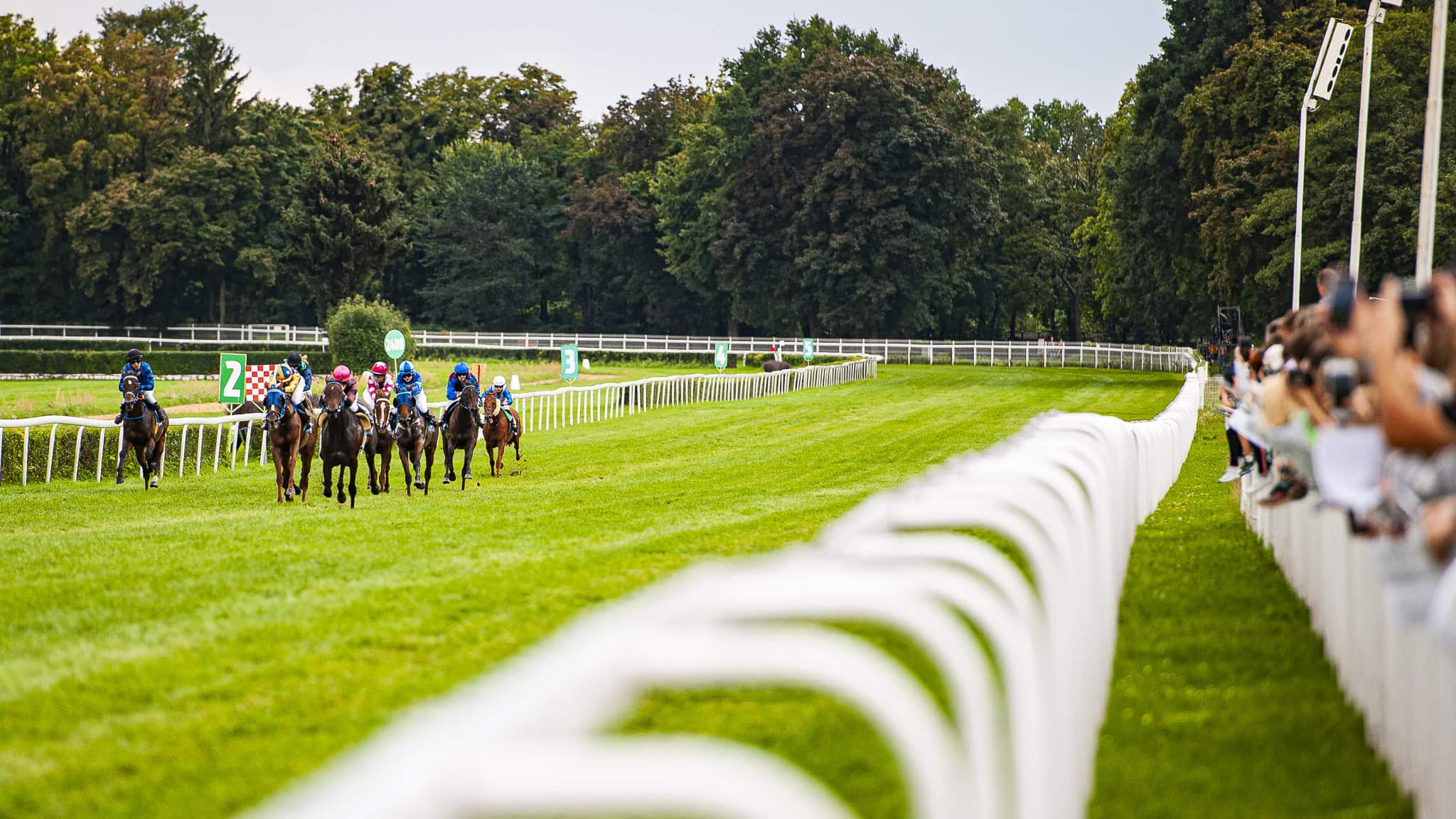 img: Szwajcaria zakazuje bata!