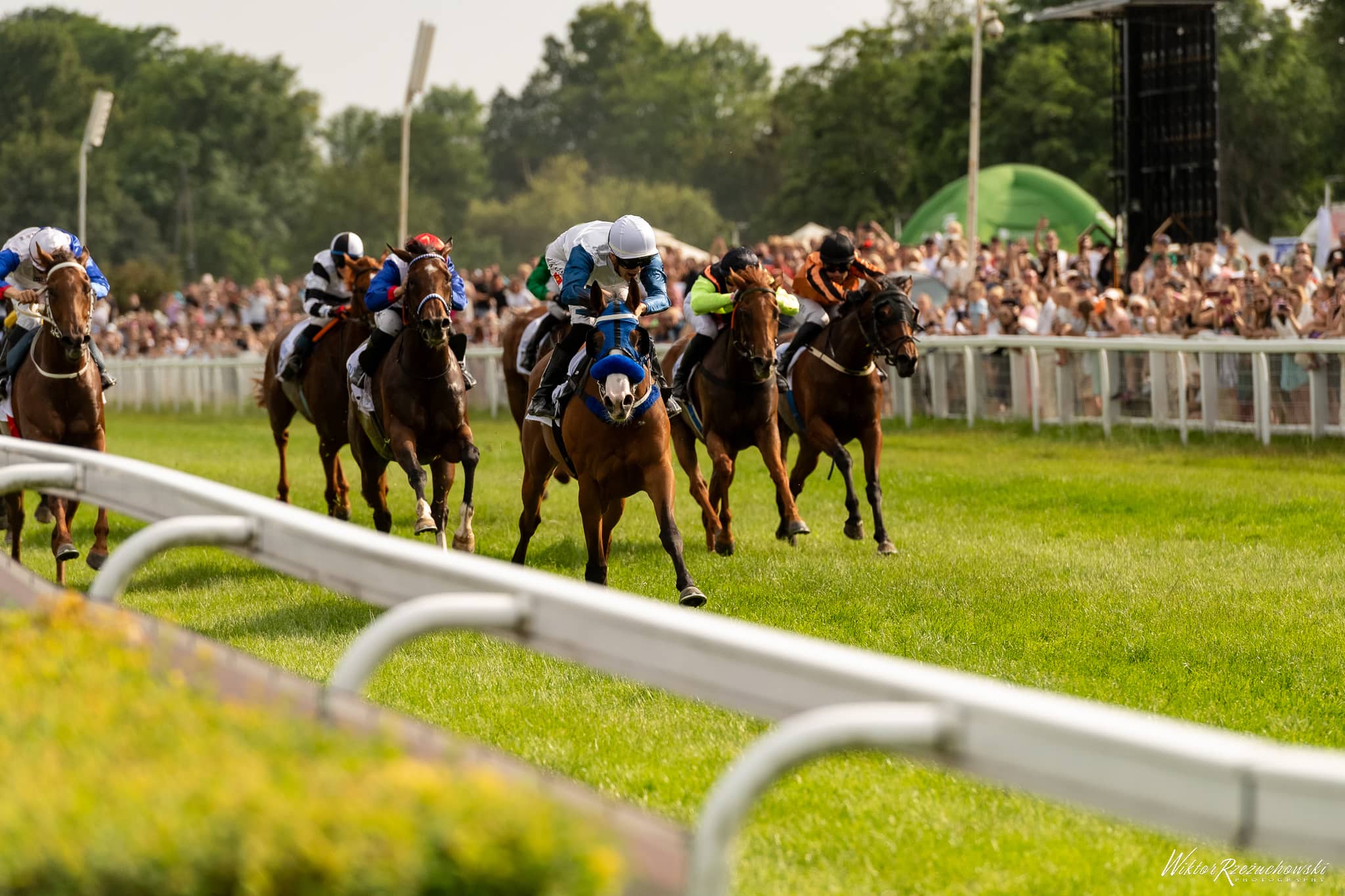 img: Marigold Blossom w Nagrodzie Syreny i Nagroda Liry, czyli Oaks