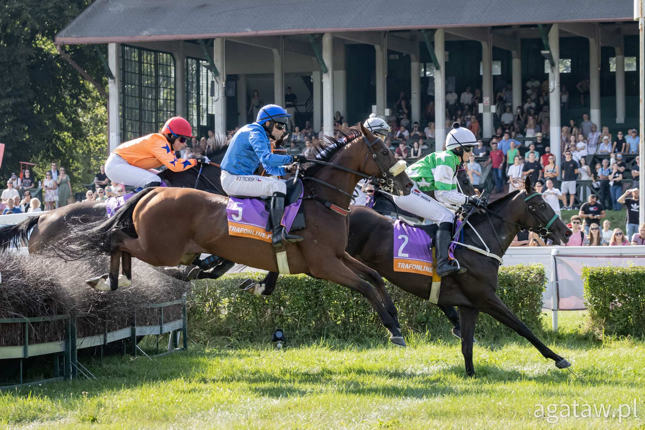 img: Gonitwy z płotami dla faworytów