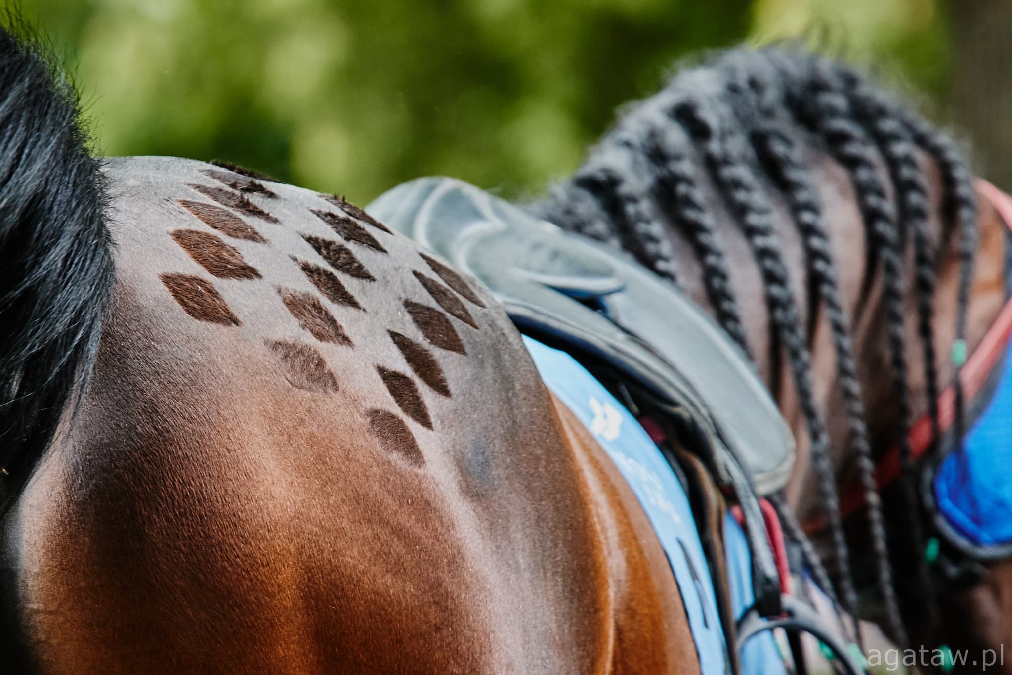 img: Czwórka z Partynic w gonitwie dnia