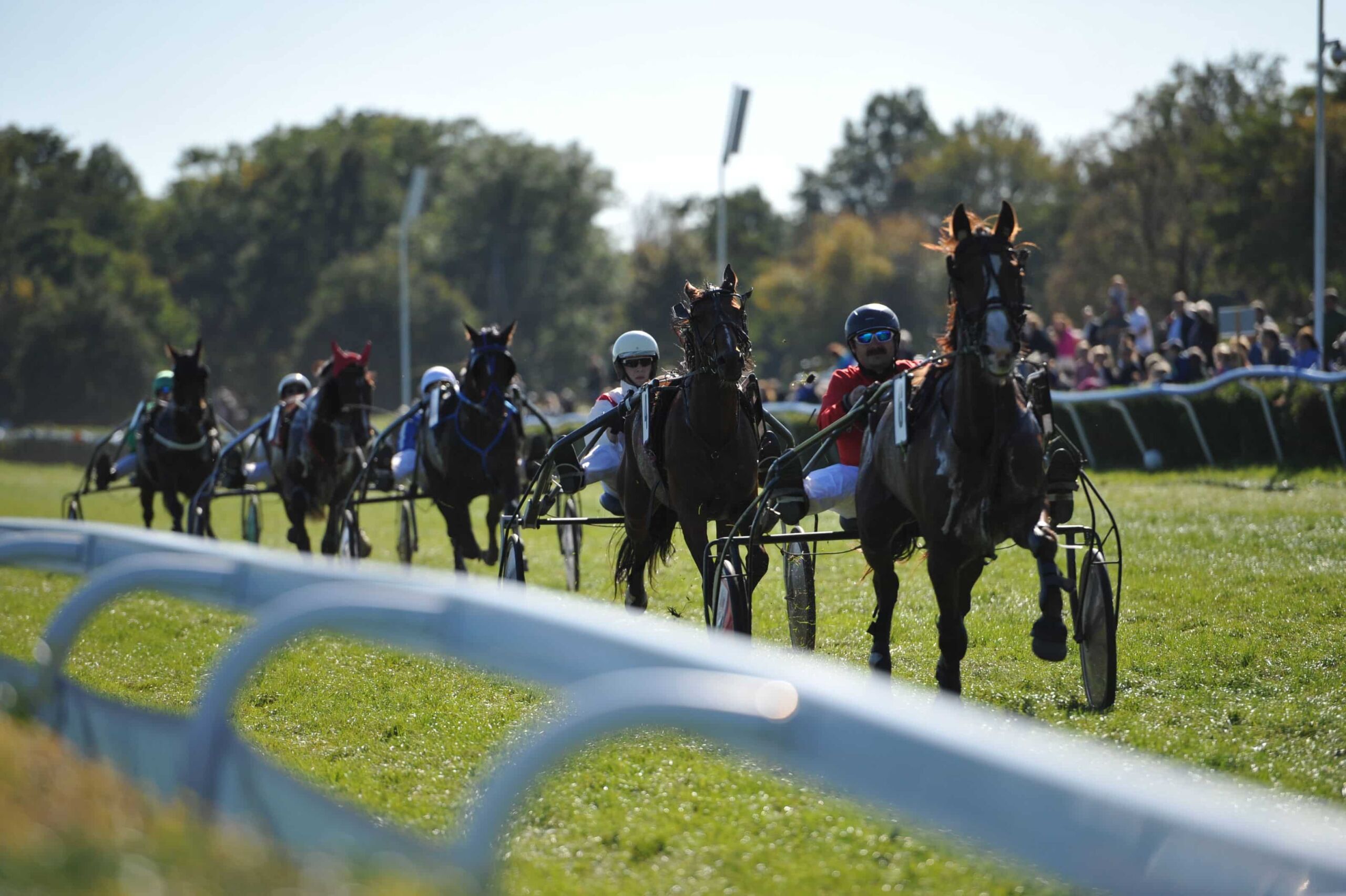 img: Sobota rozmaitości: Folbluty, araby, kłusaki