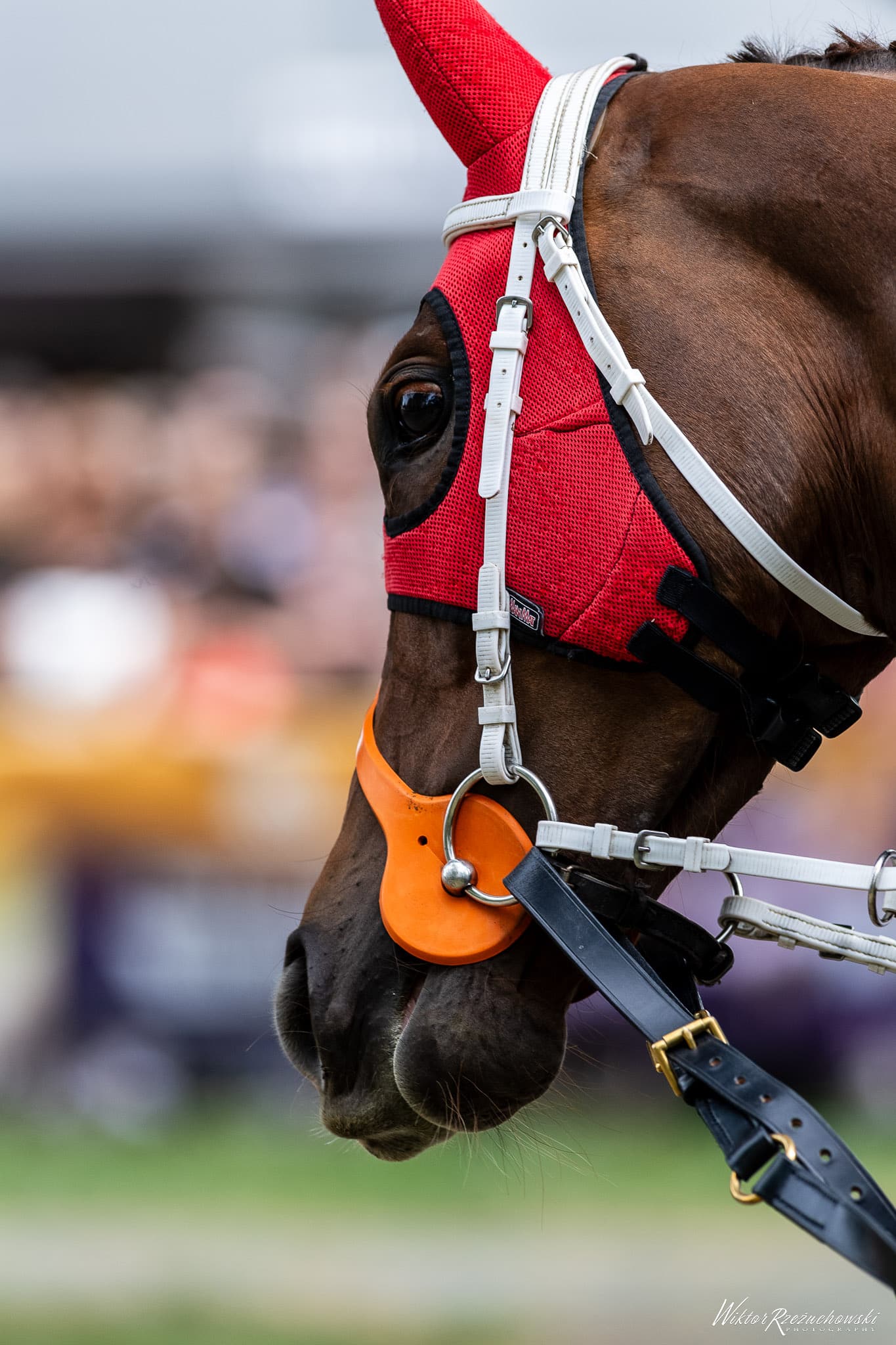 img: Japan Cup: Znakomite trio z Europy kontra japońska koalicja