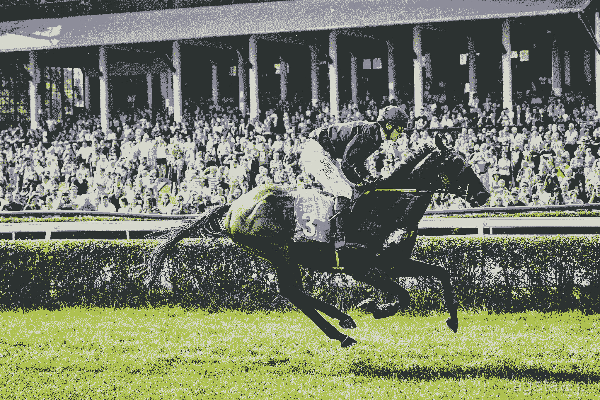 img: Dziewiąty sezon Haad Rina