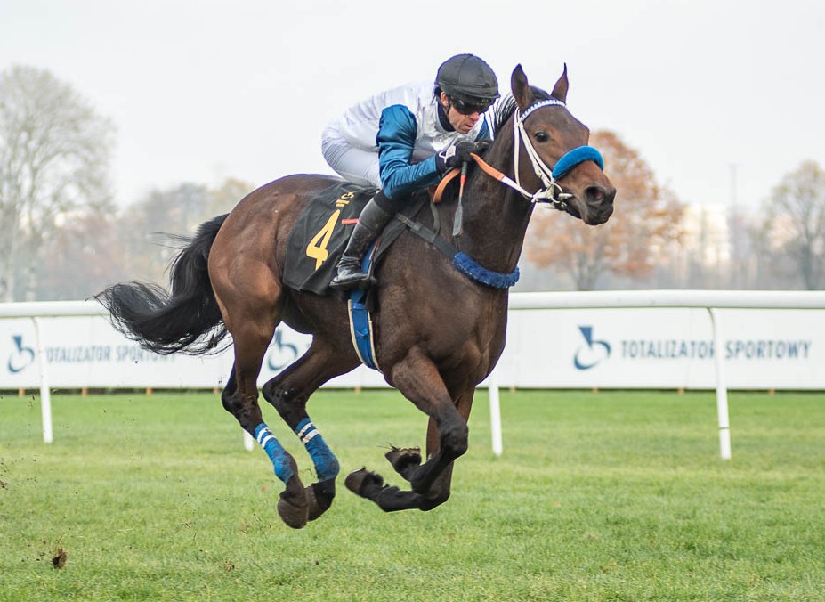 img: Trzy konie ze stajni Westminster Race Horses zgłoszone do Derby w Niemczech
