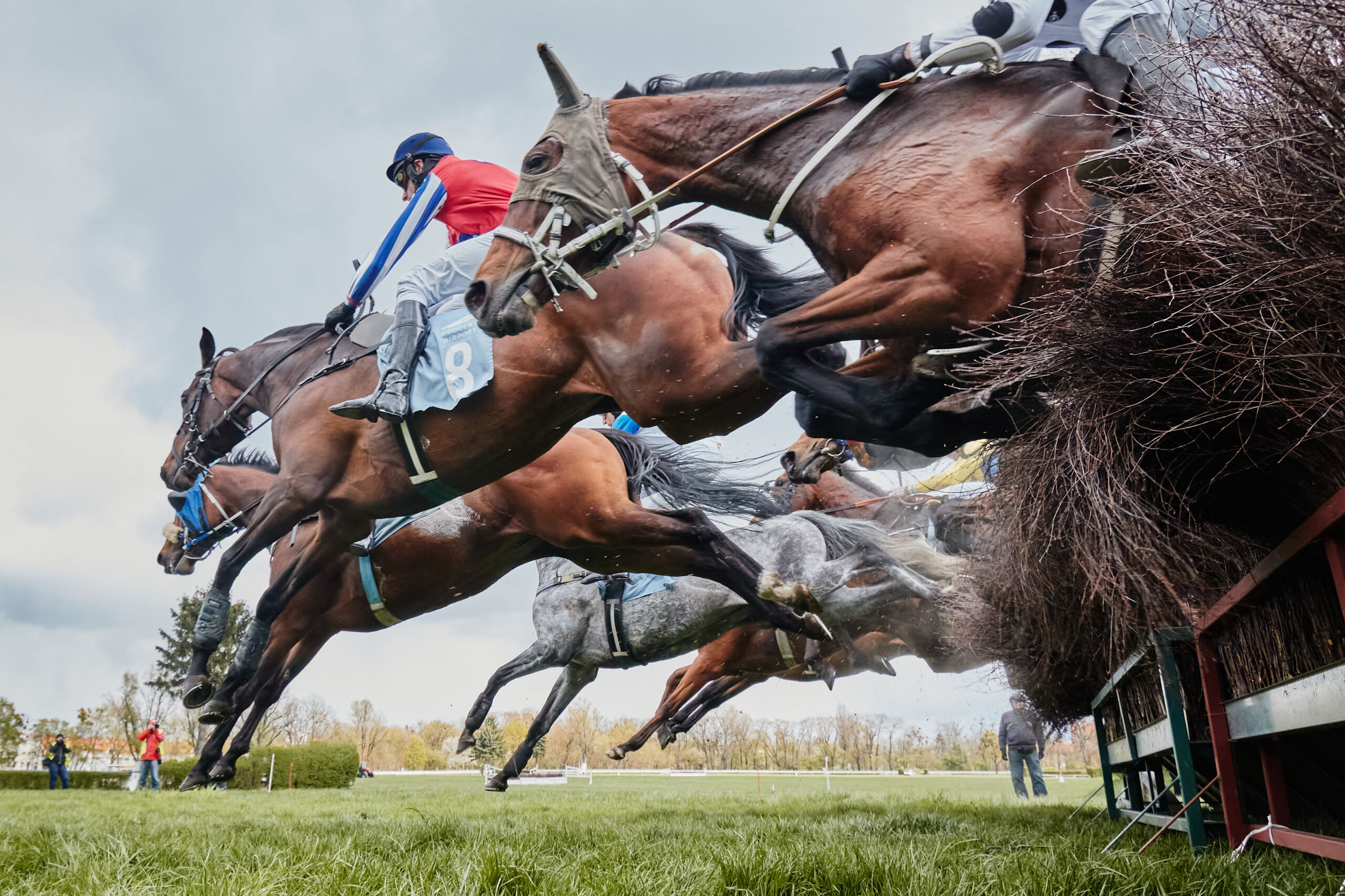 img: Egzotyczny uczestnik festiwalu w Cheltenham