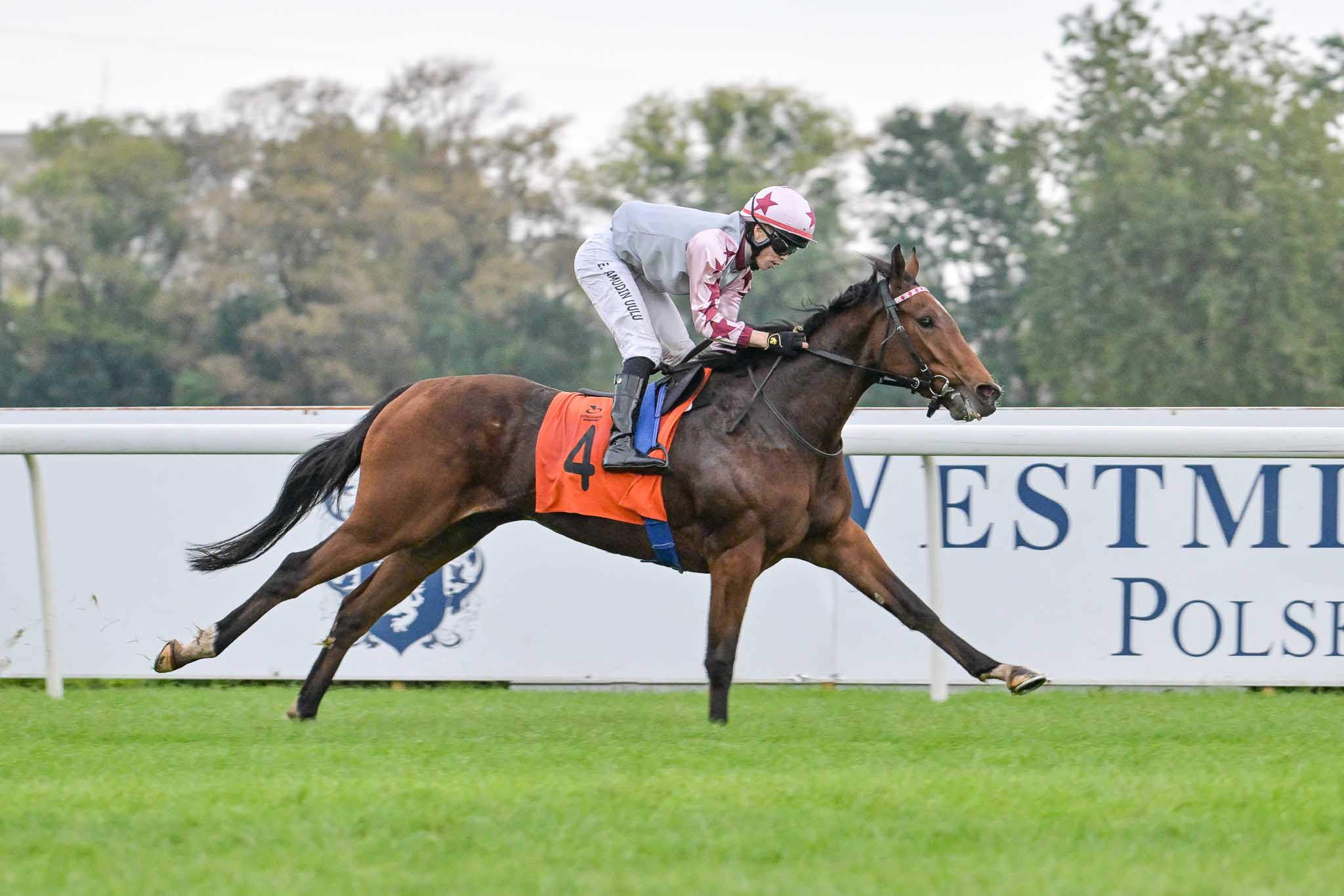 img: Świetna jako dwulatka Merveilleux Lapin zgłoszona do Diana-Trial