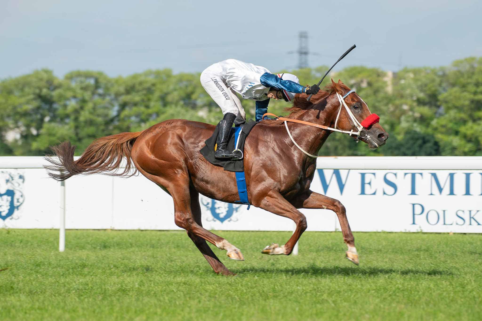 img: Mister Ursus wygrywa we Francji