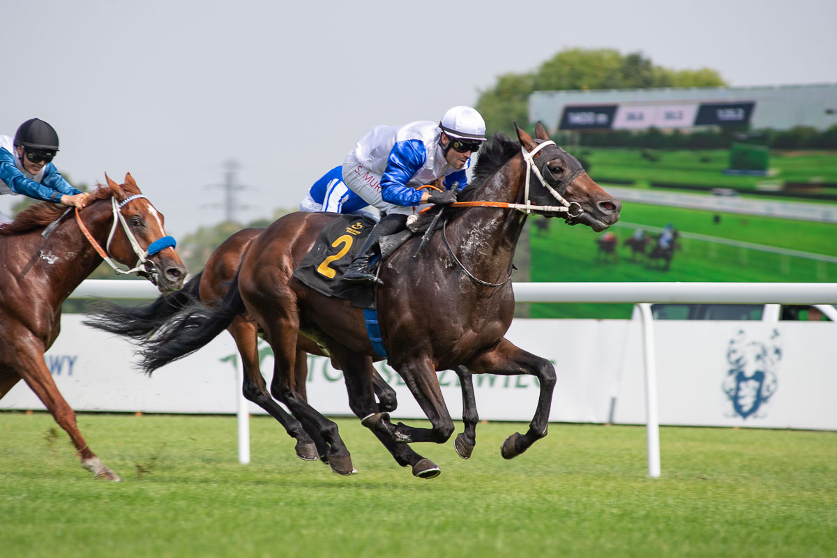 img: Sir Siljan w dobrym stylu zwyciężył we Francji