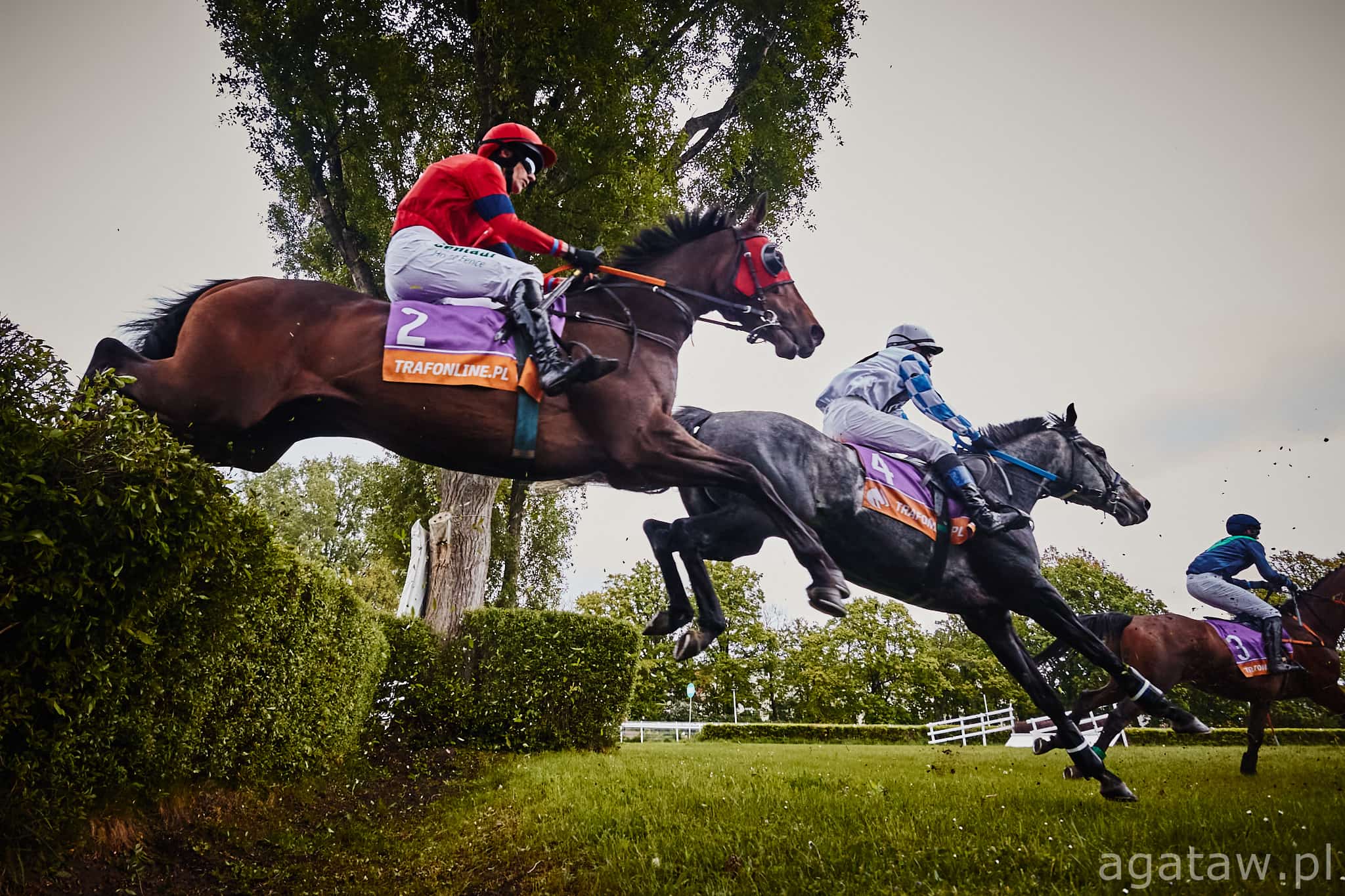 img: Sophist powalczy o drugie z rzędu zwycięstwo w Nagrodzie Otwarcia Sezonu Przeszkodowego