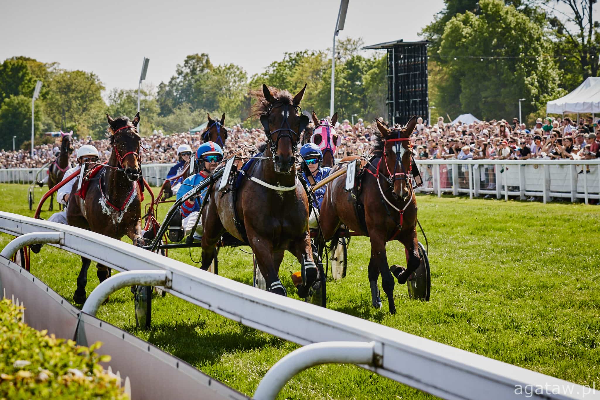 img: Rodzinny dzień z wyścigami: Urozmaicony program gonitw